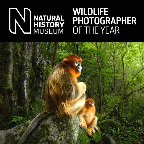 Wildlife Photographer Of The Year 2020 | Graphic Competitions