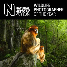 Wildlife Photographer Of The Year 2020 | Graphic Competitions
