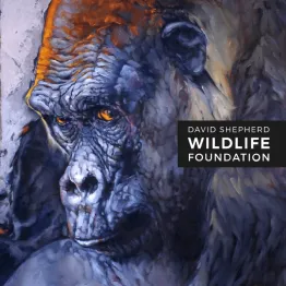 Wildlife Artist Of The Year Competition 2020 | Graphic Competitions