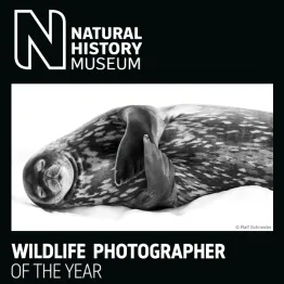 Wildlife Photographer Of The Year 2021 | Graphic Competitions