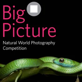 BigPicture Natural World Photography Competition 2021 | Graphic Competitions