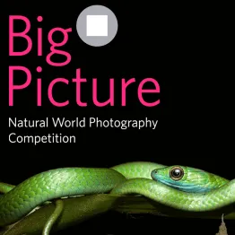 2022 BigPicture Natural World Photography Competition | Graphic Competitions