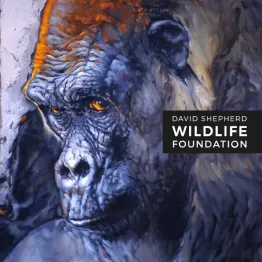 Wildlife Artist Of The Year Competition 2022 | Graphic Competitions