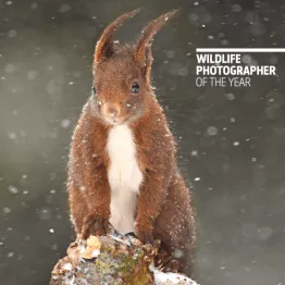 Wildlife Photographer Of The Year 2023 | Graphic Competitions