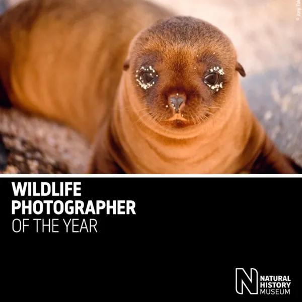 Wildlife Photographer Of The Year 2024 Graphic Competitions