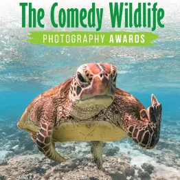 The Comedy Wildlife Photography Awards 2021 | Graphic Competitions