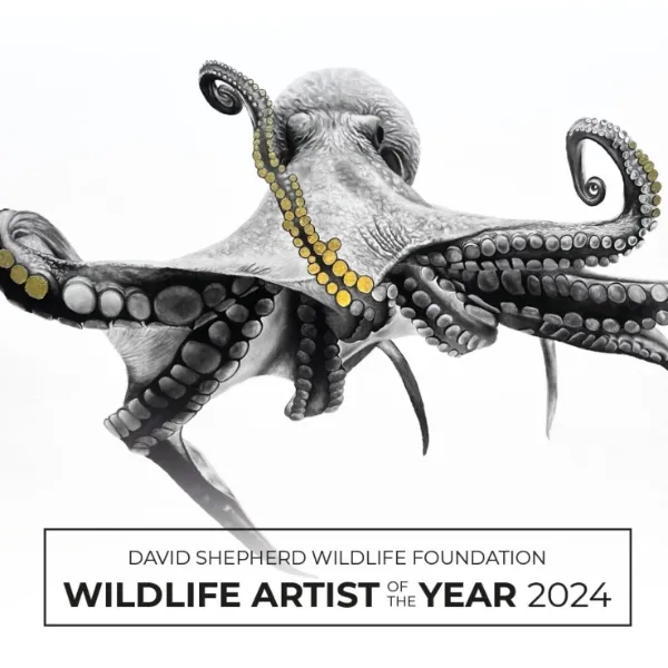 Wildlife Artist Of The Year 2024 Graphic Competitions